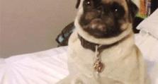 中华田园犬出装攻略——展现你的风采（打造个性时尚装扮，让宠物与你一起成为时尚达人）